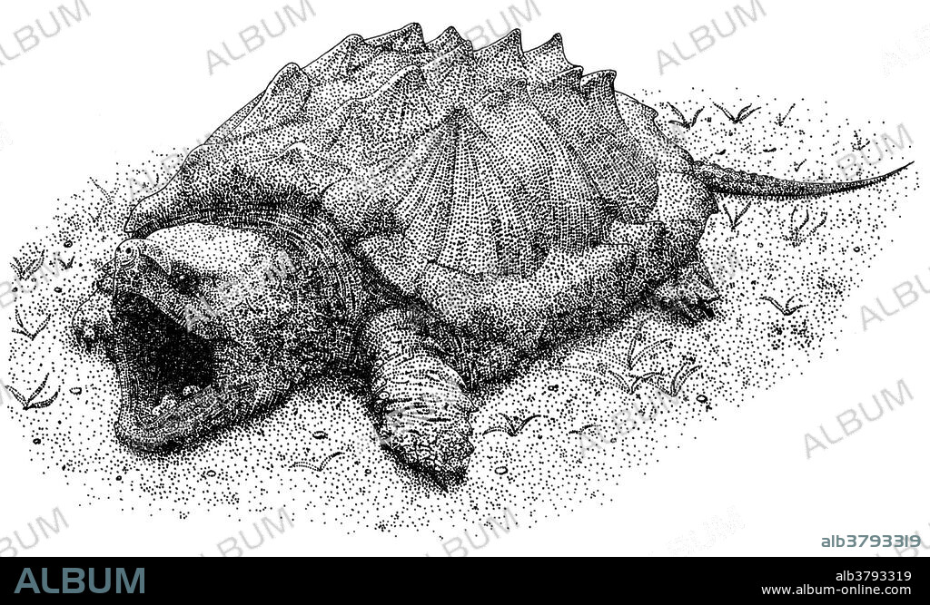 Pen and ink illustration of an Alligator Snapping Turtle (Macroclemys temmincki).