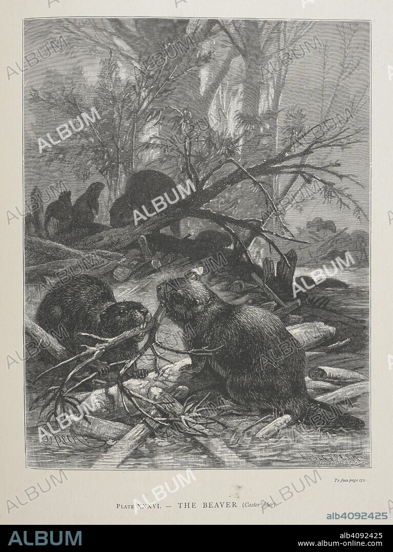 ALFRED RUSSEL WALLACE. The Beaver. The Geographical Distribution of Animals, with a study of the relations of living and extinct faunas as elucidating the past changes of the earth's surface. ... . London, 1876. Source: 07209.dd.1 plate XXXVI.