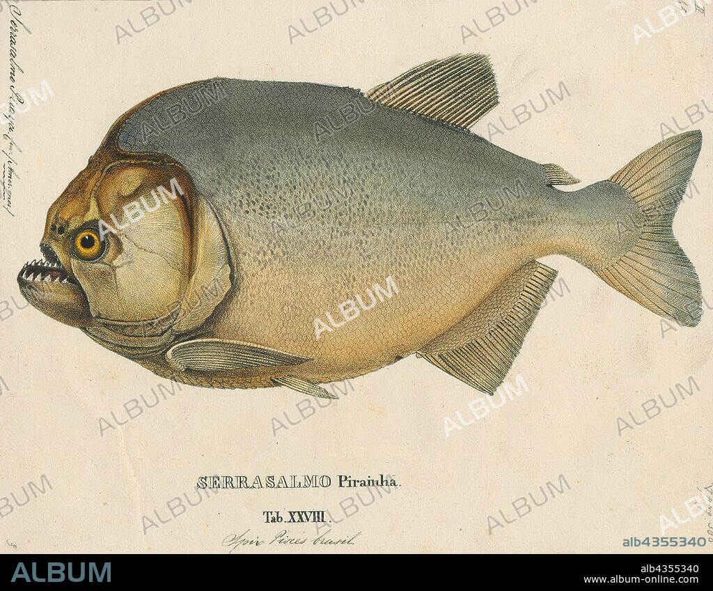 Serrasalmo piraya, Print, The fish Pygocentrus piraya, often called the piraya piranha or San Francisco piranha, and sometimes sold as the man-eating piranha, is a large, aggressive piranha from the São Francisco River basin in Brazil. It is one of the largest piranhas, reaching a maximum length of 50 cm in the wild, and is sometimes considered the most beautiful, with its orange to yellow belly coloration, silver eyes, and rayed fibrous adipose fin. Like most other piranhas, P. piraya is laterally compressed and roughly circular in profile, and bears a mouthful of very sharp teeth. The lower jaw is thick, strong, and protruding., 1700-1880.