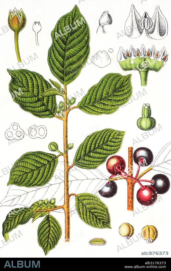 Alder buckthorn, frangula alnus, rhamnus frangula.