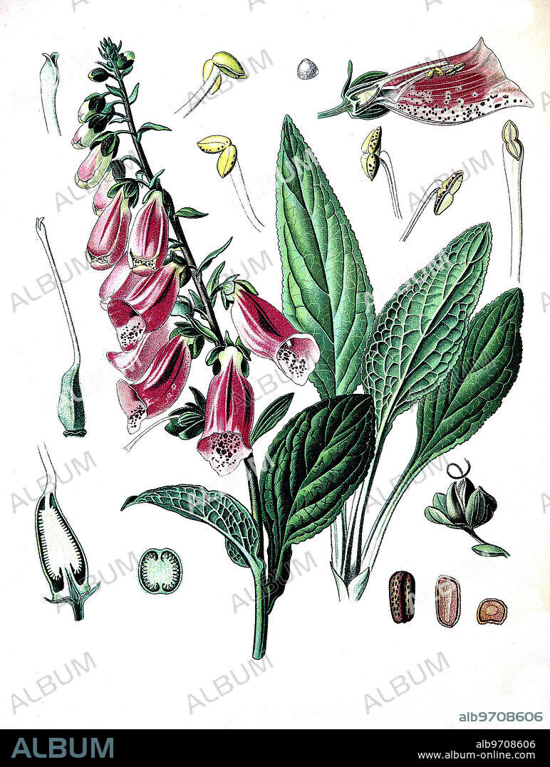 Digitalis purpurea, foxglove, common foxglove, purple foxglove or lady's glove, Medicinal plant.