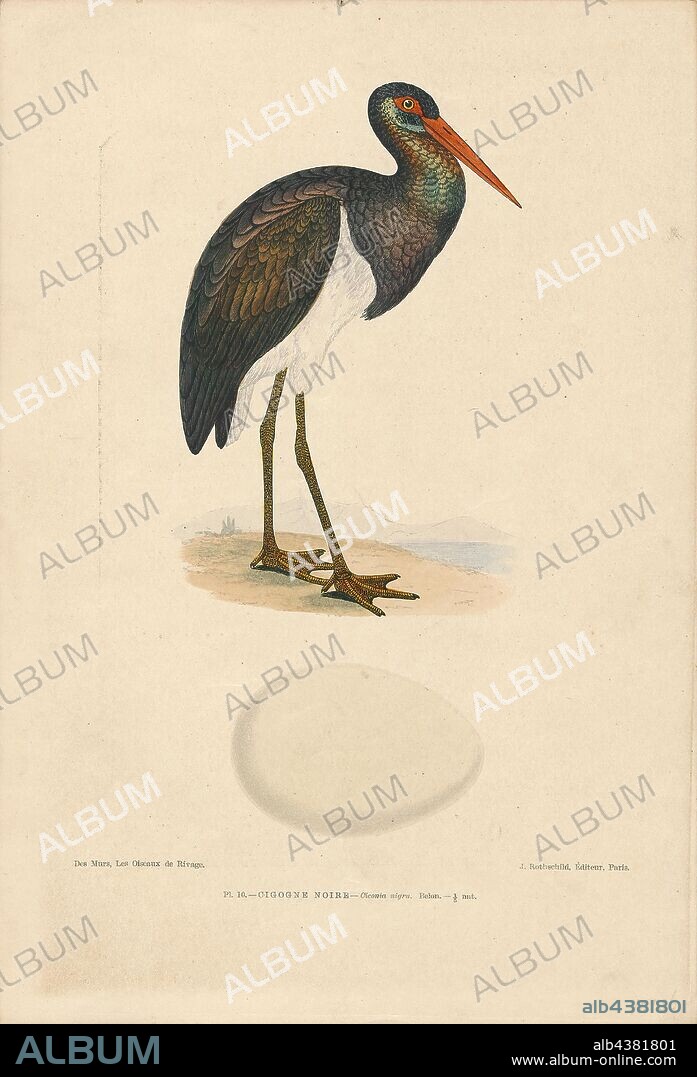 Ciconia nigra, Print, The black stork (Ciconia nigra) is a large bird in the stork family Ciconiidae. It was first described by Carl Linnaeus in the 10th edition of his Systema Naturae. Measuring on average 95 to 100 cm (37 to 39 in) from beak tip to end of tail with a 145-to-155 cm (57-to-61 in) wingspan, the adult black stork has mainly black plumage, with white underparts, long red legs and a long pointed red beak. A widespread but uncommon species, it breeds in scattered locations across Europe (predominantly in Spain, and central and eastern parts), and Asia to the Pacific Ocean. It is a long-distance migrant, with European populations wintering in tropical Sub-Saharan Africa, and Asian populations in the Indian subcontinent. When migrating between Europe and Africa, it avoids crossing the Mediterranean Sea and detours via the Levant in the east or the Strait of Gibraltar in the west. An isolated, non-migratory, population occurs in Southern Africa., 1886-1887.