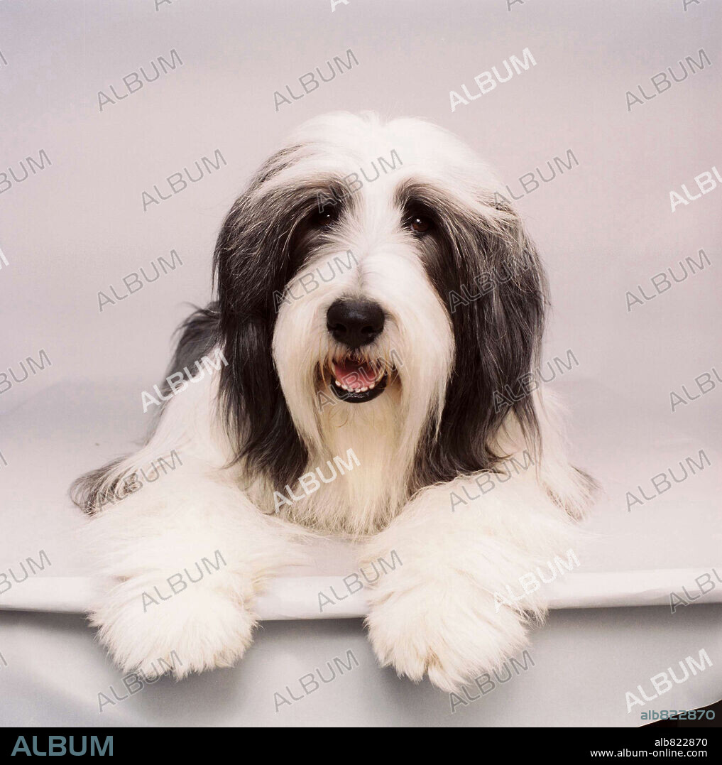 CARIÑO, ESTOY HECHO UN PERRO, 2006 (THE SHAGGY DOG), dirigida por BRIAN ROBBINS. Copyright DISNEY ENTERPRISES / LEDERER, JOSEPH.
