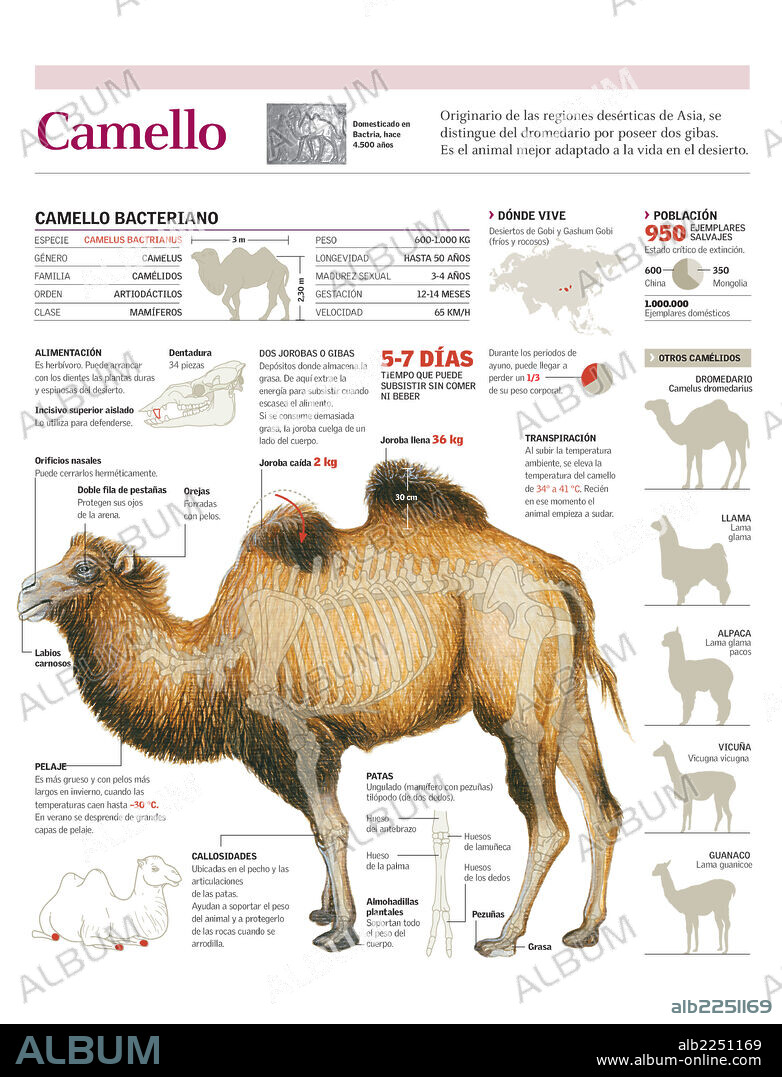 CAMELLO. Infografía de la anatomía y hábitat del camello.