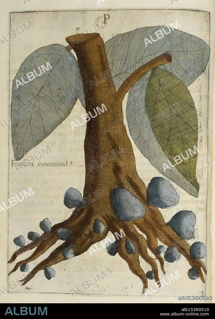 Flora Sinensis Viennae Austriae Typis M. Rictij 1656 China Floras Natural history Plants, A stylized botanical illustration depicting a tree with a sturdy trunk and large, elongated leaves. The tree is shown with a sprawling root system, from which several rounded, dark blue fruits emerge, contrasting with the earthy tones of the roots. The background features faint text, suggesting this illustration may be from a botanical study or reference, emphasizing the significance of the plant in scientific exploration or education.