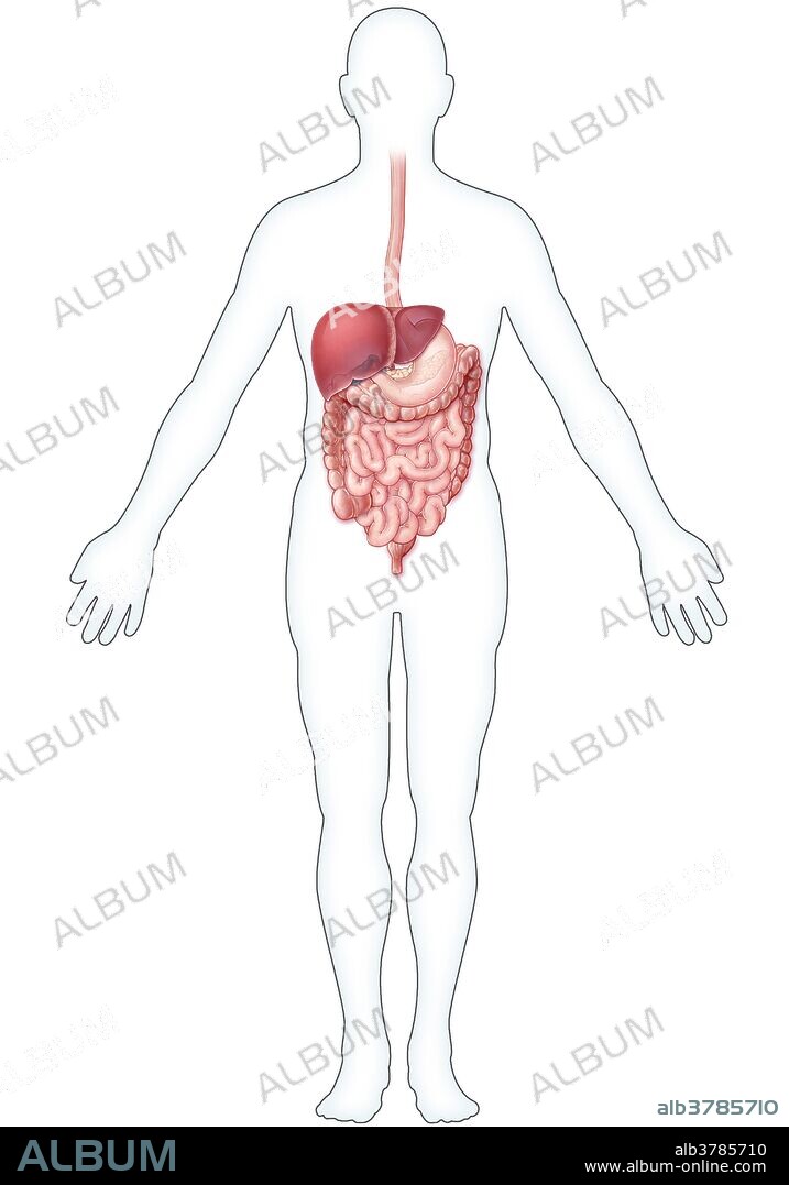 An illustration of the digestive system within an outline of the human body.
