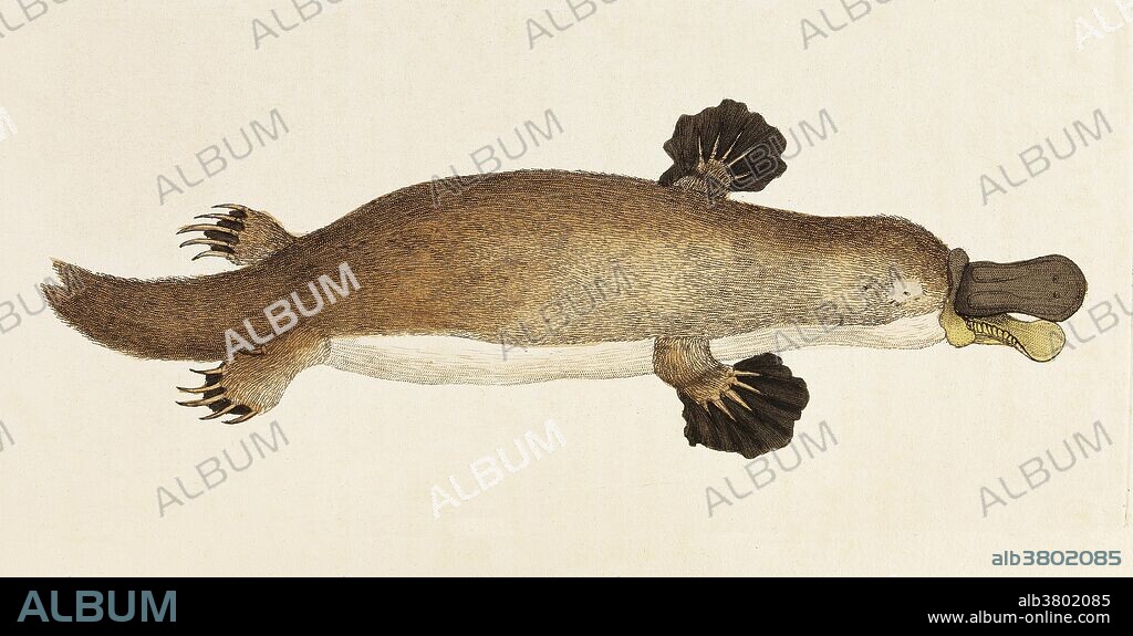 Illustration of a duck-billed platypus (Ornithorhynchus anatinus), 1799, from "The naturalists' miscellany, or, Coloured figures of natural objects; drawn and described immediately from nature" by G. Shaw and F. P. Nodder. The platypus (Ornithorhynchus anatinus) is a semiaquatic mammal endemic to eastern Australia, including Tasmania. Together with the four species of echidna, it is one of the five extant species of monotremes, the only mammals that lay eggs instead of giving birth. The unusual appearance of this egg-laying, duck-billed, beaver-tailed, otter-footed mammal baffled European naturalists when they first encountered it, with some considering it an elaborate hoax.