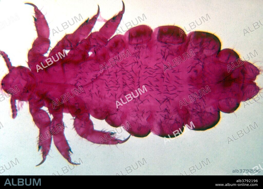 Female head louse (Pediculus humanus capitis). Female head lice cement their eggs to the hair. These eggs, called nits, hatch in a week or two. The adult female lays five to ten eggs every day. The saliva produced by these lice causes inflammation of the skin, and the claws and sucking also cause itching. Humans are the only known hosts to this parasite.