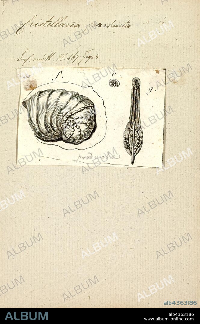 Cristellaria producta, Print, Peneroplis, Peneroplis is a genus of Foraminifera in the family Peneroplidae. The genus is also represented in the fossil record.