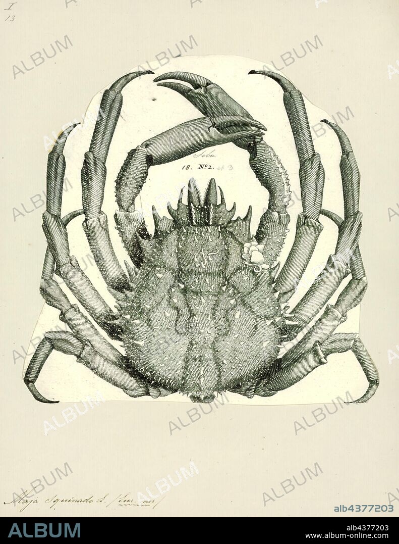 Maja squinado, Print, Maja squinado (the European spider crab, spiny spider crab or spinous spider crab) is a species of migratory crab found in the north-east Atlantic and the Mediterranean Sea.