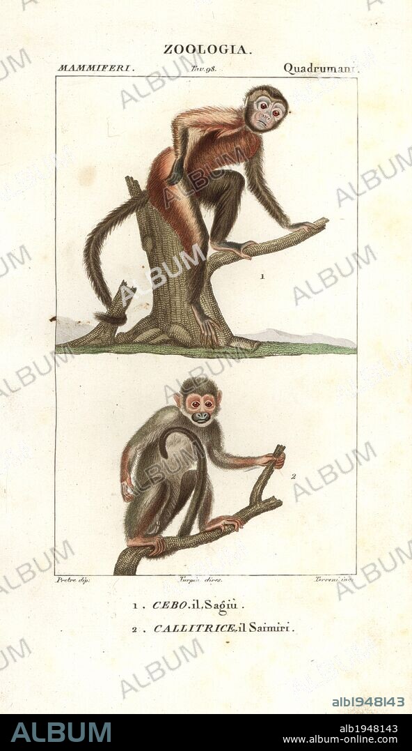 Tamarin monkey, Saguinus midas, and squirrel monkey, Saimiri sciureus. Handcoloured copperplate stipple engraving from Antoine Jussieu's "Dictionary of Natural Science," Florence, Italy, 1837. Illustration by J. G. Pretre, engraved by Terreni, directed by Pierre Jean-Francois Turpin, and published by Batelli e Figli. Jean Gabriel Pretre (1780~1845) was painter of natural history at Empress Josephine's zoo and later became artist to the Museum of Natural History. Turpin (1775-1840) is considered one of the greatest French botanical illustrators of the 19th century.