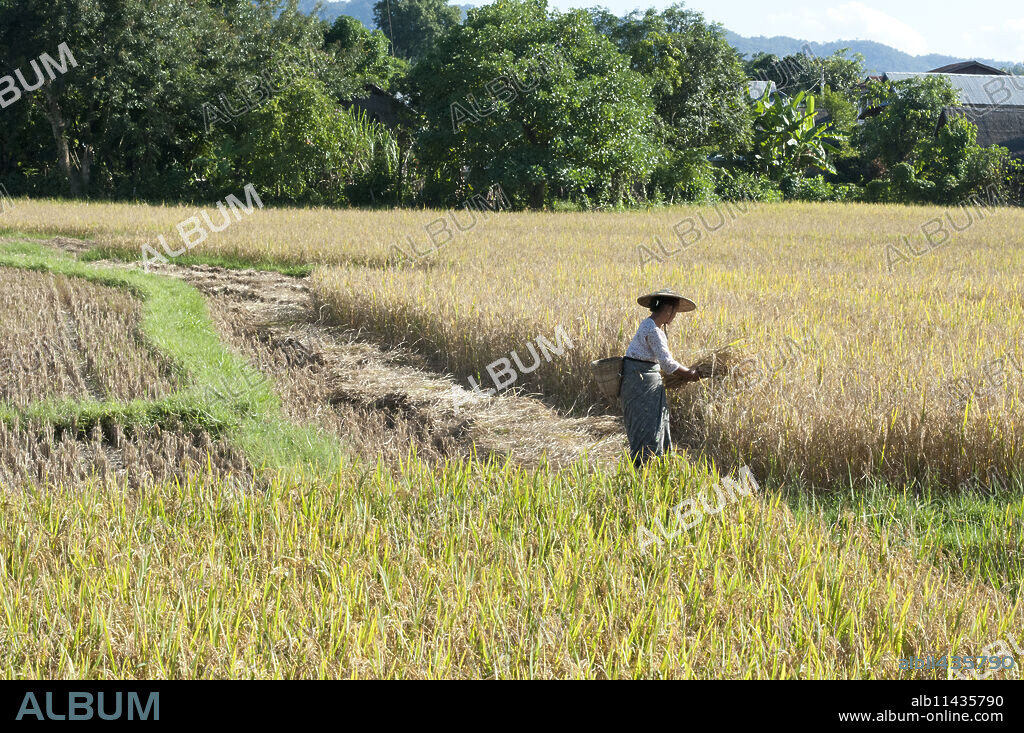 Woman in bamboo hat, harvesting rice, bamboo basket on her back, rural Hsipaw, Shan state, Myanmar (Burma), Asia.