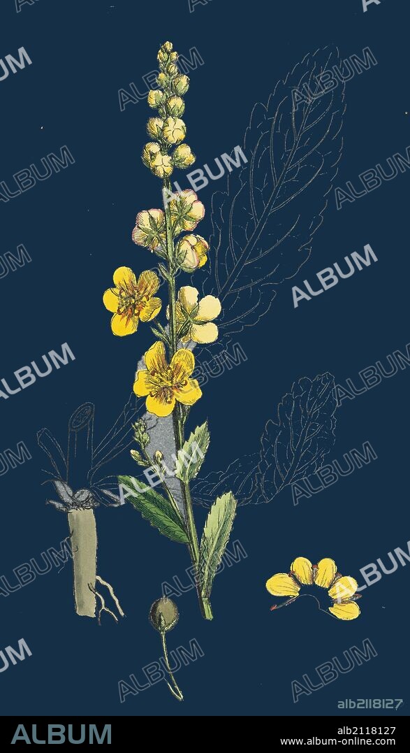 Verbascum Blattaria; Moth Mullein.