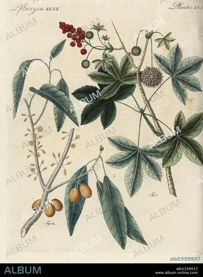 American sweetgum tree, Liquidambar styraciflua 1, and mastic tree, Pistacia lentiscus 2. Handcoloured copperplate engraving from Friedrich Johann Bertuch's Bilderbuch fur Kinder (Picture Book for Children), Weimar, 1795.