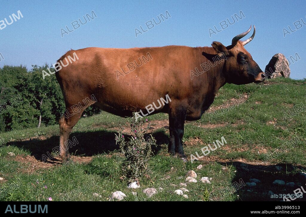 Auroch, a primitive breed of cattle re-introduced today by selective breeding.