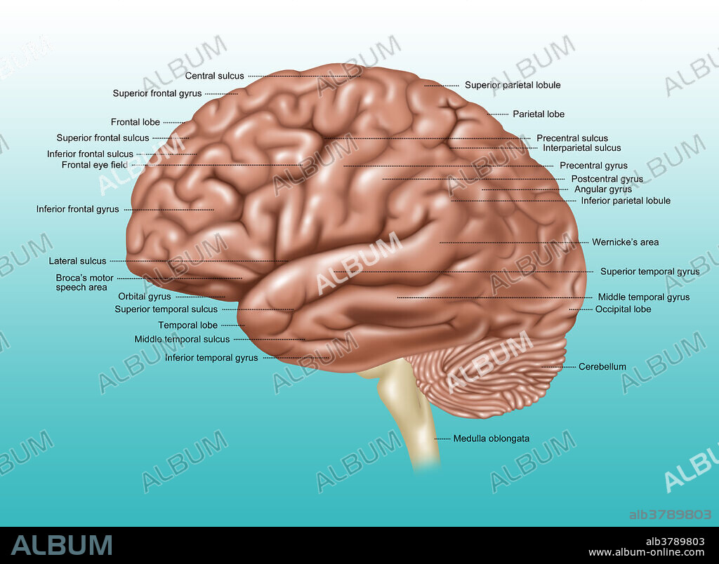 An Illustration of the lateral view of the brain.
