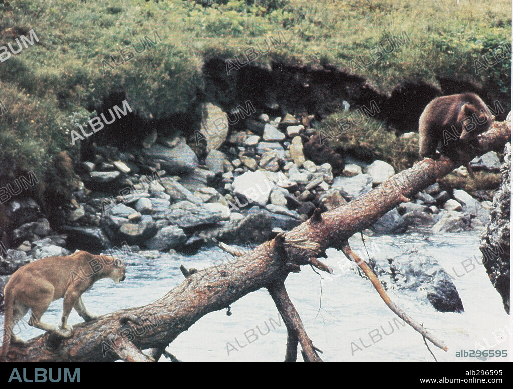 EL OSO, 1988 (L' OURS), dirigida por JEAN-JACQUES ANNAUD. Copyright TRI STAR PICTURES.