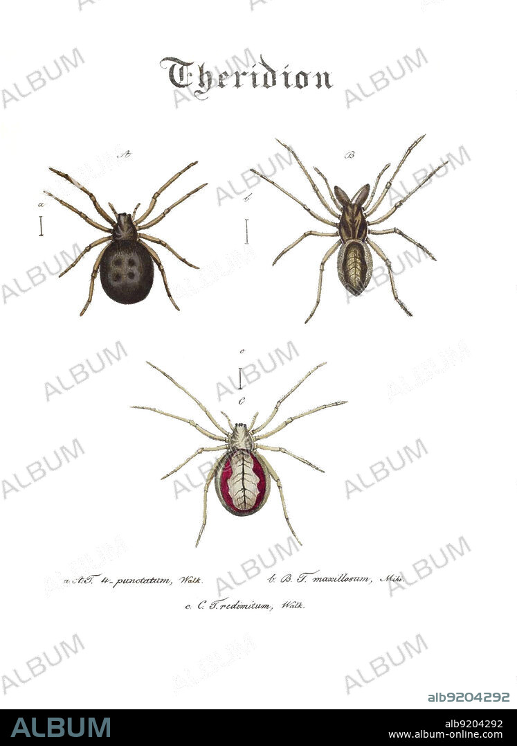 Three spiders from the genus Theridion, as illustrated by Carl Wilhelm Hahn in his Monographia Aranearum, also known as Monographie der Spinnen, in the 1820s. Spider A is a cobweb spider, found in Europe and North America. Spider B is now known as Pachygnatha clercki, a long-jawed orb weaver. Spider C is Enoplognatha ovata, native to Europe, but now found in North America as well.