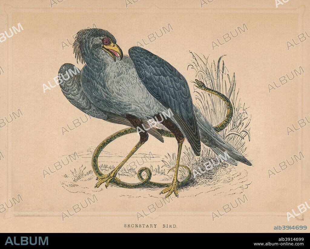 'Secretary Bird', (Sagittarius serpentarius), c1850, (1856). From Bible Natural History: containing a Description of Quadrupeds, Birds, Trees, Plants, Insects, Etc, Mentioned in the Holy Scriptures, by Reverend Francis Orpen Morris. [J. Ainsworth, Manchester, 1856].