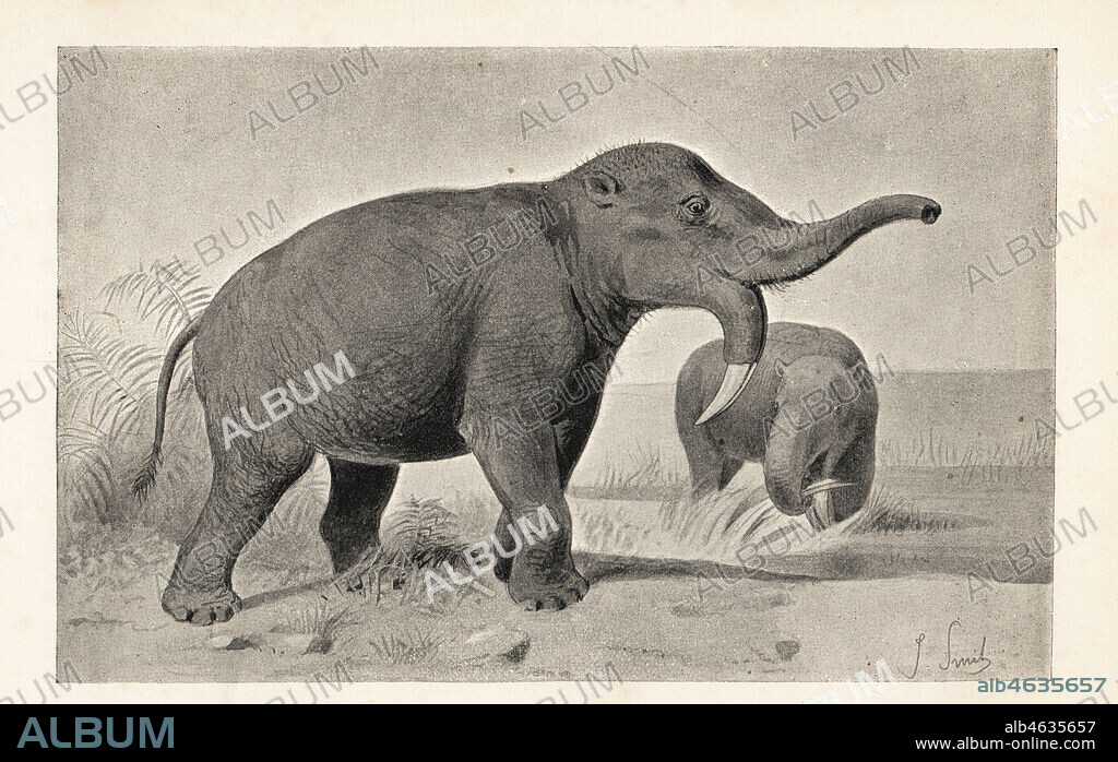 An ancient elephantine monster, Dinotherium giganteum, Miocene Period. Print after an illustration by Joseph Smit from Henry Neville Hutchinsons Creatures of Other Days, Popular Studies in Palaeontology, Chapman and Hall, London, 1896.