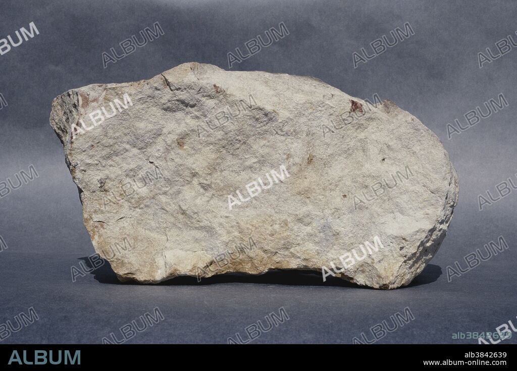 Mudstone from Lachlan, Tasmania, Australia.