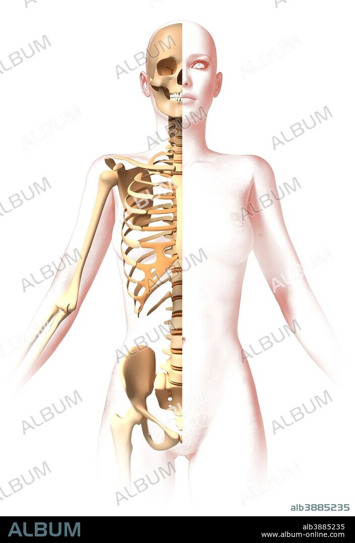 Anatomy of female body with skeleton, stylized look.
