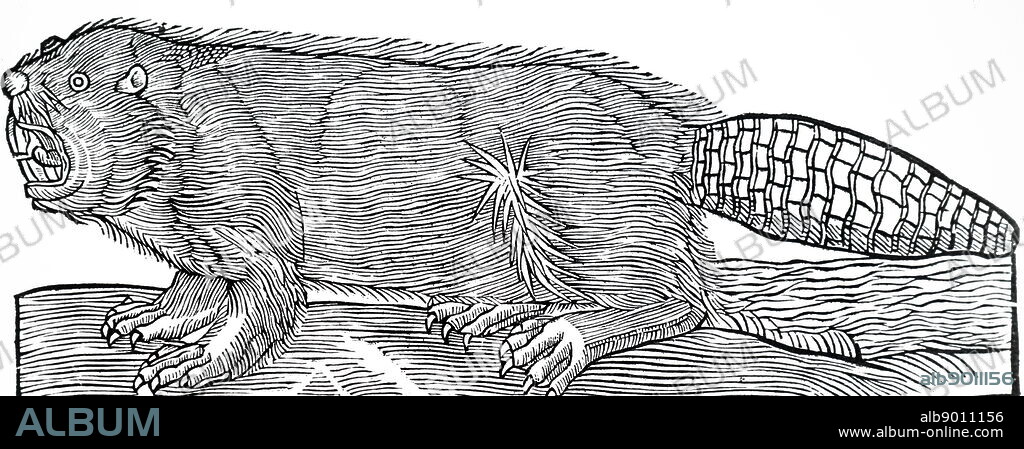 A woodcut engraving depicting a beaver, of which the anal glands of the male were used in perfumes. Dated 17th century.