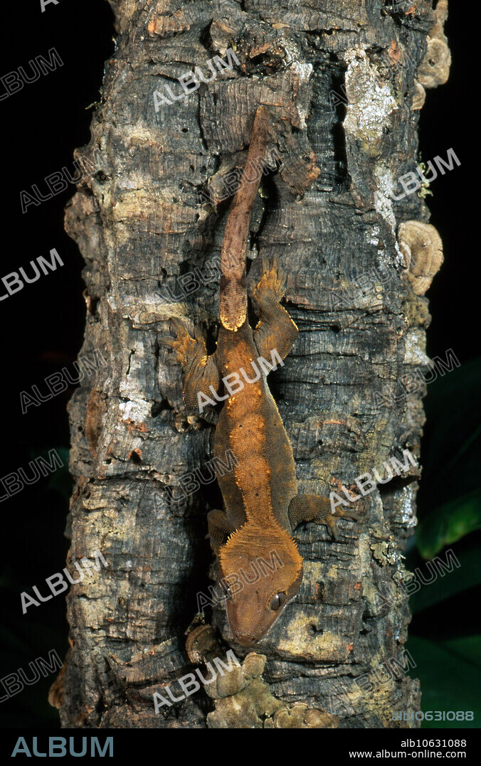 New Caledonian crested gecko (Rhacodactylus ciliatus).