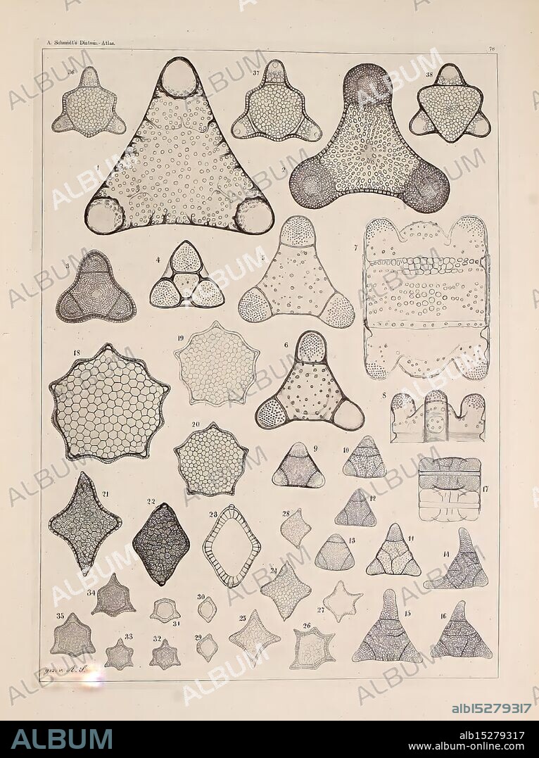 Atlas der Diatomaceen-Kunde, Leipzig, O.R. Reisland, 1874, atlases, bacillariophyceae., The illustration features a series of intricate geometric shapes and patterns, each carefully labeled with numbers for reference. The designs vary in complexity and structure, showcasing a range of symmetrical forms, including triangles, hexagons, and other polygonal figures. Some shapes are characterized by their fine, net-like textures, while others exhibit smooth, solid lines. This collection highlights the beauty of geometric design and could be associated with studies in mathematics, biology, or art. The overall composition emphasizes the elegance of symmetry and form, inviting the viewer to explore the relationships between these various shapes.