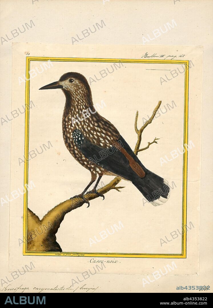 Nucifraga caryocatactes, Print, The spotted nutcracker, Eurasian nutcracker, or just nutcracker, (Nucifraga caryocatactes) is a passerine bird slightly larger than the Eurasian jay. It has a much larger bill and a slimmer looking head without any crest. The feathering over its body is predominantly a chocolate brown with distinct white spots and streaks. The wings and upper tail are virtually black with a greenish-blue gloss. It is one of three species of nutcracker. The large-spotted nutcracker (Nucifraga multipunctata), was formerly considered a subspecies of spotted. The other member of the genus, Clark's nutcracker (Nucifraga columbiana), occurs in western North America., 1700-1880.