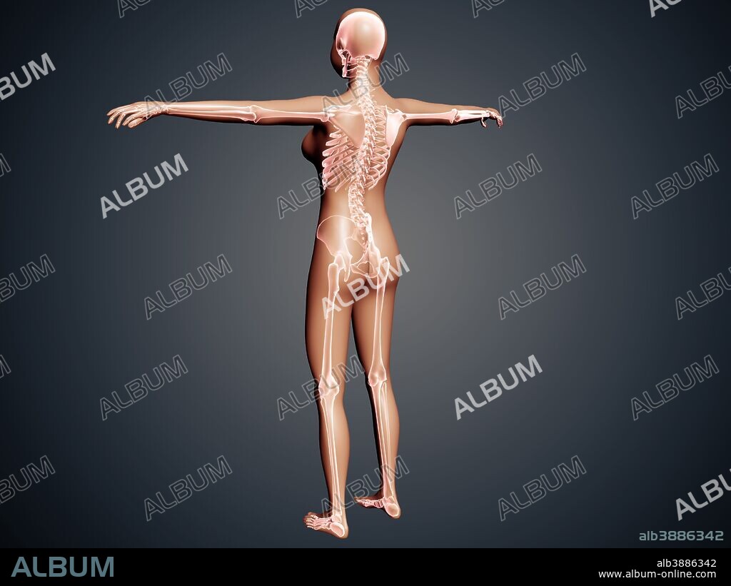 Back view of female body with skeletal system superimposed.