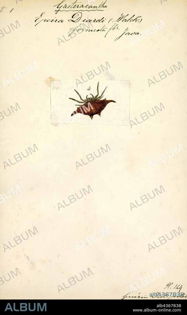 Gasteracantha, Print, Gasteracantha (known as spiny-backed orb-weavers, spiny orb-weavers, or spiny spiders) is a genus of orb-weaver spiders first named by Carl Jakob Sundevall in 1833. The females of most species are brightly colored with six prominent spines on their broad, hardened, shell-like abdomens. The name Gasteracantha is derived from the Greek gaster, meaning "belly, abdomen.