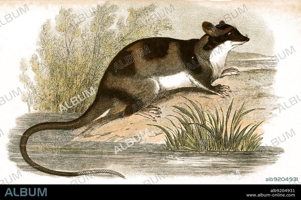 Schwimmbeutler oder Yapok, Chironectes minimus / water opossum, Chironectes minimus, Historisch, historical, digital improved reproduction of an original from the 19th century / digital restaurierte Reproduktion einer Originalvorlage aus dem 19. Jahrhundert, genaues Originaldatum nicht bekannt,.
