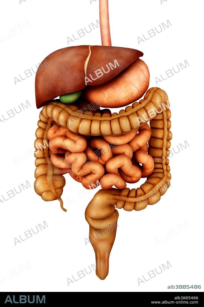 Anatomy of human digestive system, front view.