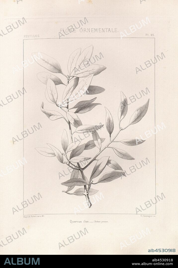 Quercus ilex - Oak oak, Illustration of the branch of a holm oak from the 19th century, signed: Ruprich Robert inv. Et del, Sauvageot sc., Pl. 45, after p. 145, Ruprich-Robert, V. (inv. et del.); Sauvageot, Cl. (sculp.), 1876, V. Ruprich-Robert, Cl. Sauvageot: Flore ornementale: essai sur la composition de l'ornement: éléments tirés de la nature et principes de leur application. Paris: Dunod, 1876.
