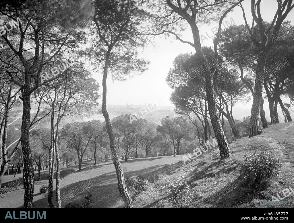 PINOS EN LA CASA DE CAMPO - FOTOGRAFIA EN BLANCO Y NEGRO - AÑOS 50.