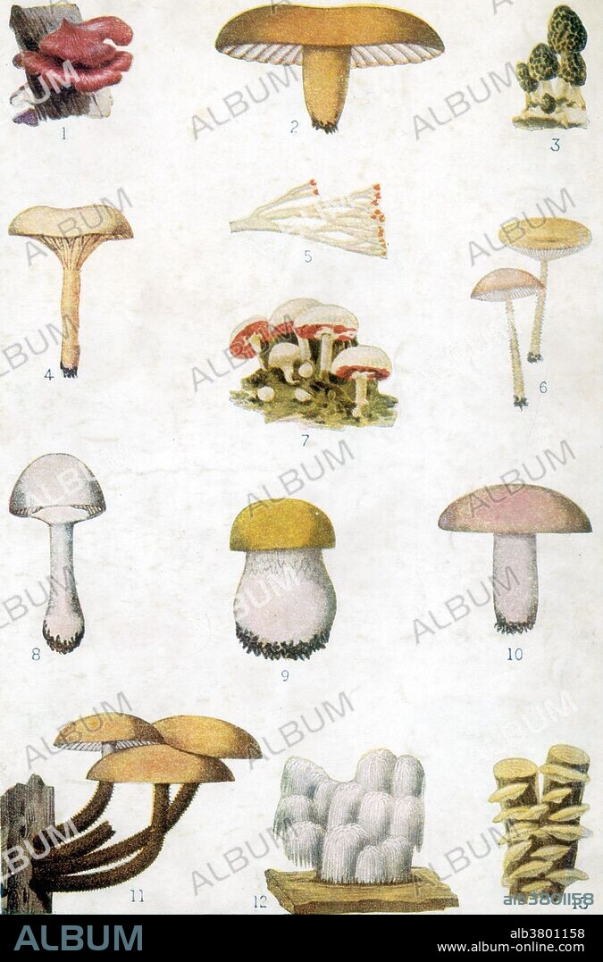 Edible American mushrooms. A fungus is any member of a large group of eukaryotic organisms that includes microorganisms such as yeast and molds, as well as the more familiar mushrooms. These organisms are classified as a kingdom, Fungi, which is separate from plants, animals, protists, and bacteria. They have long been used as a source of food, as a leavening agent for bread, and in fermentation of various food products, such as wine, beer, and soy sauce. Since the 1940s, fungi have been used for the production of antibiotics, and, more recently, various enzymes produced by fungi are used industrially and in detergents. The fruiting structures of a few species contain psychotropic compounds and are consumed recreationally or in traditional spiritual ceremonies. Little is known of the true biodiversity of Kingdom Fungi, which has been estimated at 1.5 million to 5 million species, with about 5% of these having been formally classified. 1) Beesteak or Liver fungus (Fistulina hepatica). 2) Meadow toadstool (Lactarius distant). 3. Morel (Morchella esculents). 4) Chantarelle (Chantharellus). 5) Coral fungus (Clavaira rugosa). 6) Fairy-ring mushrooms (Agaricus). 7) Cultivated mushrooms; young and old. 8) Forest mushroom (Agaricus silvacola). 9) Edible boletus; young. 10) Ochre-gilled russula (Russula ochraphylla). 11) Velvety Clitocybe (Clitocybe velutipes). 12) Bear's-head mushroom (Hydnum caput-ursi). 13) Oyster mushroom (Agaricus ostreatus). Undated, no illustrator credited.