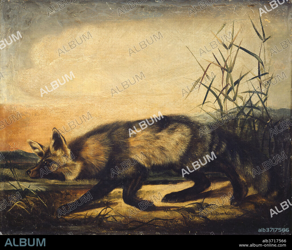 JOHN WOODHOUSE AUDUBON. Long-Tailed Red Fox. Dated: 1848/1854. Dimensions: overall: 56.2 x 69.3 cm (22 1/8 x 27 5/16 in.)  framed: 62.6 x 75.7 x 4.1 cm (24 5/8 x 29 13/16 x 1 5/8 in.). Medium: oil on canvas.