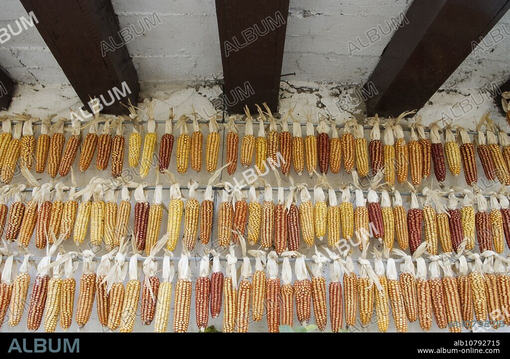 Corncobs. ´Caserio´ (country house) in Hondarribia. Gipuzkoa Province. Basque Country. Spain.