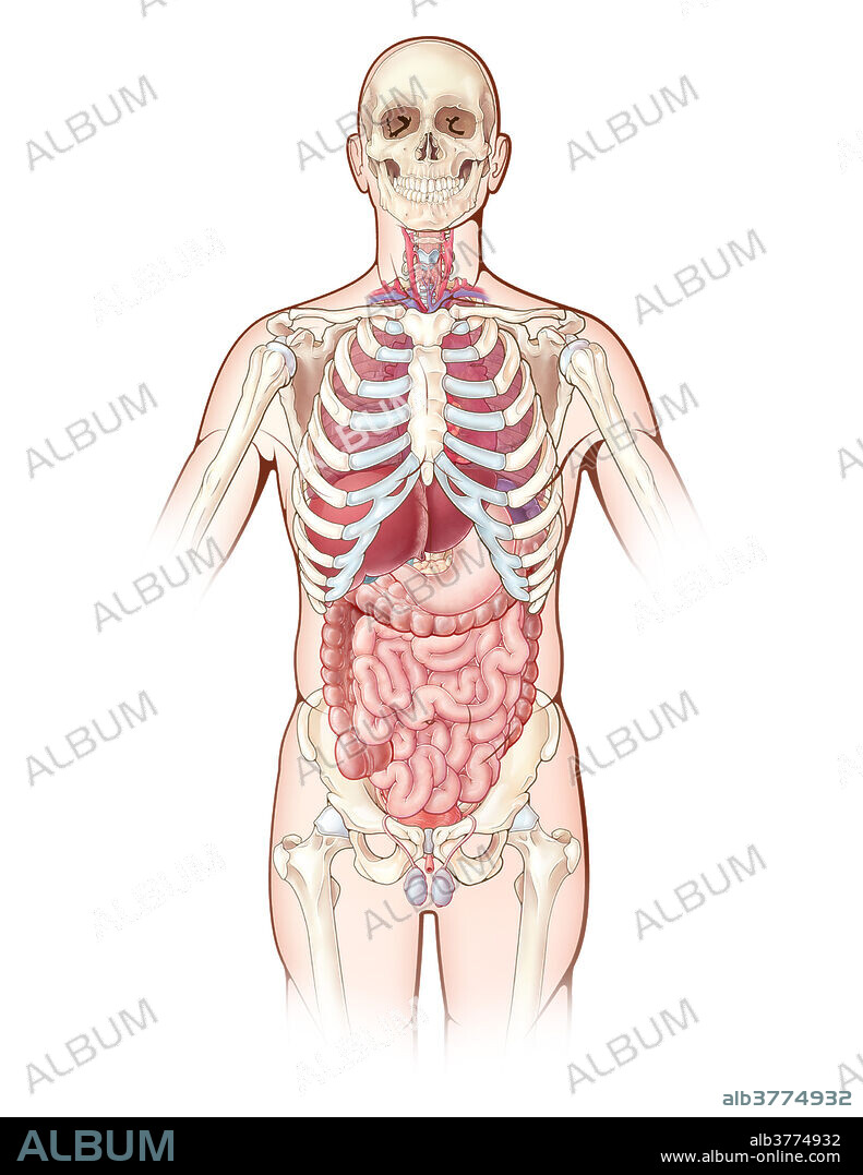 An illustration depicting the major organs in the human body, as well as the bones of the skeleton.