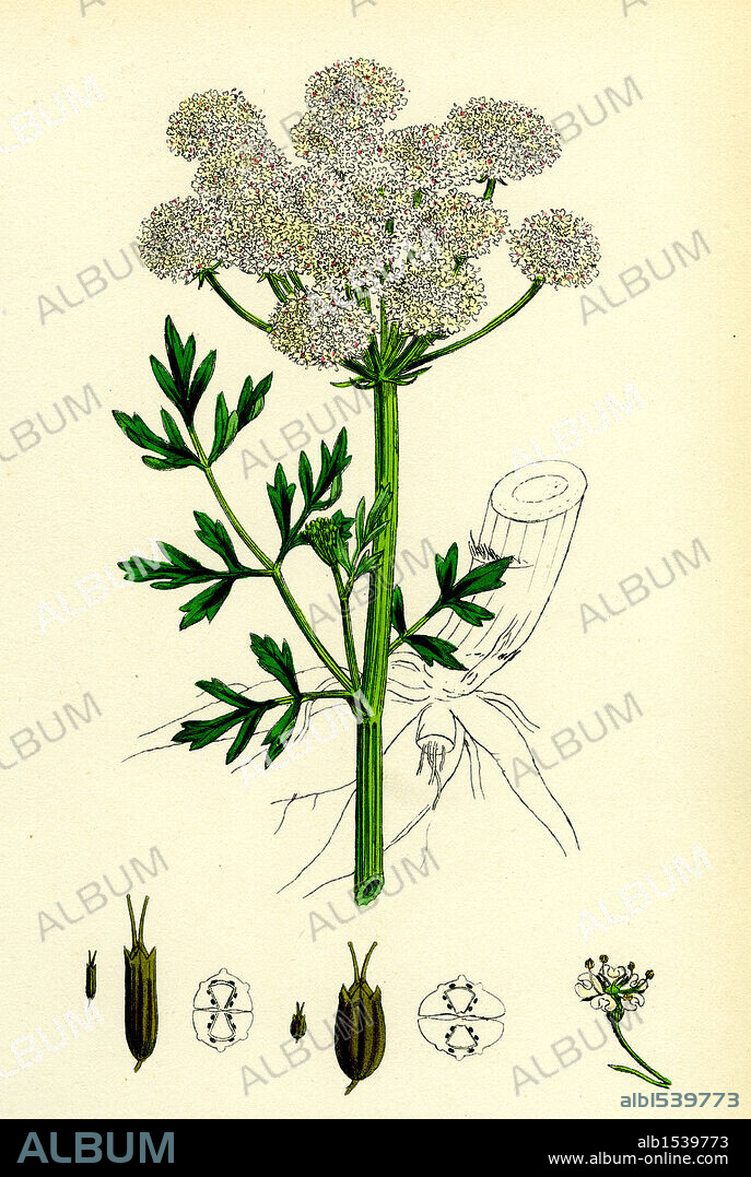 OEnanthe crocata; Hemlock Water-Dropwort.