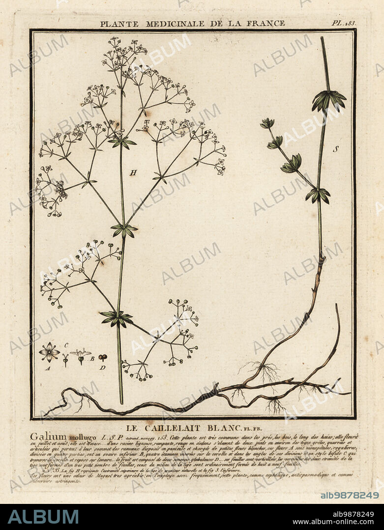 Hedge bedstraw or false baby's breath, Le caillelait blanc, Galium mollugo. Copperplate engraving printed in three colours by Pierre Bulliard from his Herbier de la France, ou collection complete des plantes indigenes de ce royaume, Didot jeune, Debure et Belin, 1780-1793.