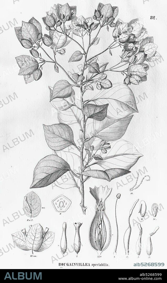 Buganvilla (Bougainvillea spectabilis)Martius, C.F.P. von, Eichler, A.G., Urban, I., Flora Brasiliensis (1840-1906) vol. 14(2): t 82.
