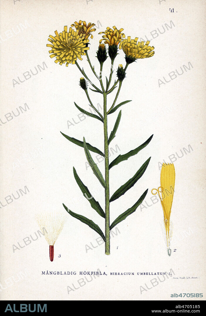 EPERVIERE en Ombelle, Hieracium umbellatum, Chromolithographie in La FLORE des pays nordiques , 1905. les illustrations sont realisees a partir des oeuvres de Johan Wilhelm Palmstruch (1802-1843). Chromolithograph from Carl Lindman's "Bilder ur Nordens Flora" (Pictures of Northern Flora), Stockholm, Wahlstr¨m & Widstrand, 1905. Lindman (1856-1928) was Professor of Botany at the Swedish Museum of Natural History (Naturhistoriska Riksmuseet). The chromolithographs were based on Johan Wilhelm Palmstruch's "Svensk botanik" (1802-1843).