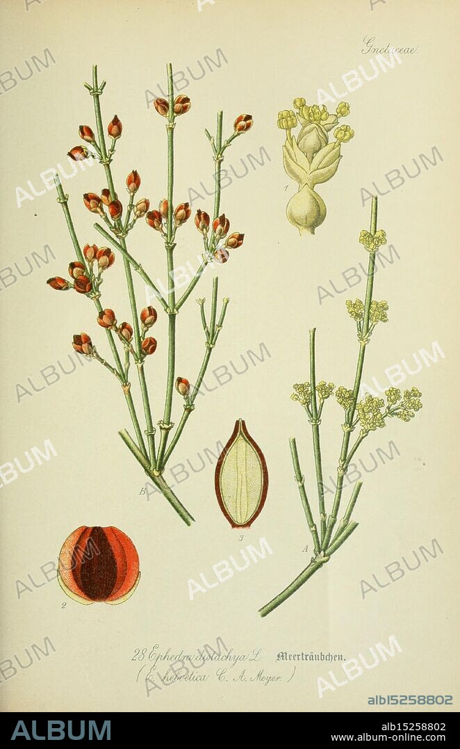 Flora von Deutschland, Österreich und der Schweiz Gera, Zezschwitz, 1903 Plants, Germany, Austria, Switzerland, Floras, Ephedra distachya, Taxonomy: trinomial= Ephedra distachya helvetica, The illustration features various studies of the plant species Elymus distichus, showcasing multiple stages of its development. On the left, a detailed depiction of flower buds is presented, emphasizing their texture and shape. To the right, additional views exhibit the plant's leafy stems and flowering clusters, along with a representation of its unique seed pods. Each element is meticulously labeled, providing a clear understanding of the plant's reproductive features and anatomy, contributing to botanical knowledge and identification.