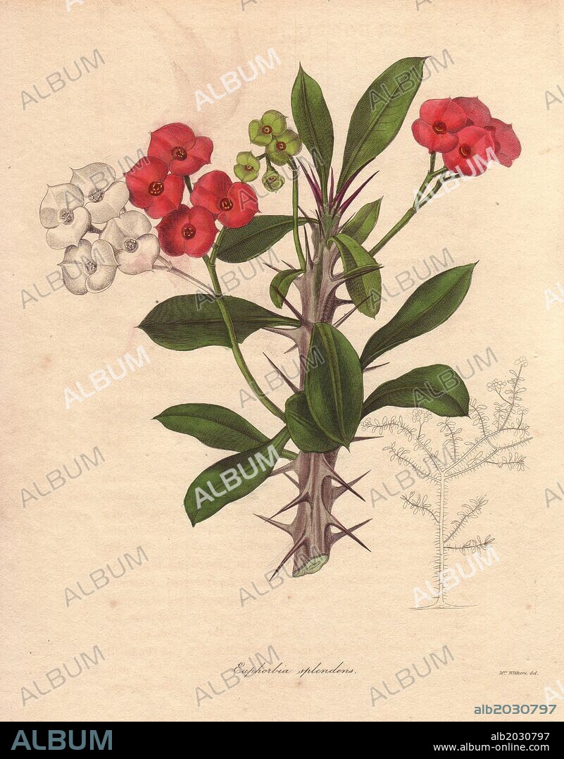 Euphorbia milii. . The crown of thorns (or christ plant) is a species of spurge native to Madagascar. It takes its name from the thorny stems and small crimson florets. . . Augusta Innes Withers (1793~1877): Augusta Baker, a clergyman's daughter, lived and worked in London all her life. She married an accountant, Theodore Withers, 20 years her senior, and gave lessons in flower painting. She became Flower Painter in Ordinary to Queen Adelaide. During the 1830s and 40s, she drew for books and magazines such as Lindley's Pomological Magazine, Curtis's Botanical Magazine, and Transactions of the Horticultural Society. At one time, she applied to JD Hooker at the Royal Botanical Garden at Kew for the post of Botanical Flower Painter, but she was rejected. Her most famous illustrations were the orchid paintings in James Bateman's Orchidacae of Mexico and Guatemala (1837~41).. . Benjamin Maund's The Botanist was a five-volume series that introduced 250 new plants from 1836 to 1842. The series is notable for its many female artists: the plates were drawn by Maund's daughters Sarah and Eliza, Augusta Withers, Priscilla Bury, Jane Taylor, Miss R. Mills among others. The other characteristic is partial colouring - many of the finely detailed copperplate engravings are left with part of the flower and leaves uncoloured.