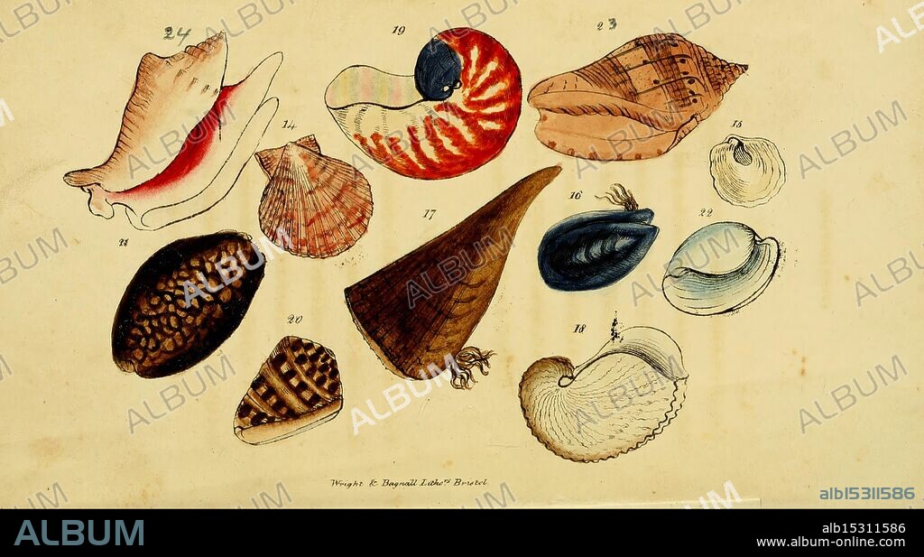 Poems on conchology and botany, Bristol, Simpkin & Marshall, 1831, botany, poetry, shells, women in science, Sarah Hoare, An array of intricately designed seashells showcases the diversity of marine life. Each shell displays unique patterns and textures, ranging from the spiraled Nautilus to the smooth, fan-shaped scallops. The collection includes a vibrant red and white conch, a distinctly ribbed beehive shell, and various other species, each highlighting the natural artistry found within their forms. The arrangement emphasizes both the individuality and the collective beauty of these natural artifacts, providing insight into the rich biodiversity of ocean habitats.