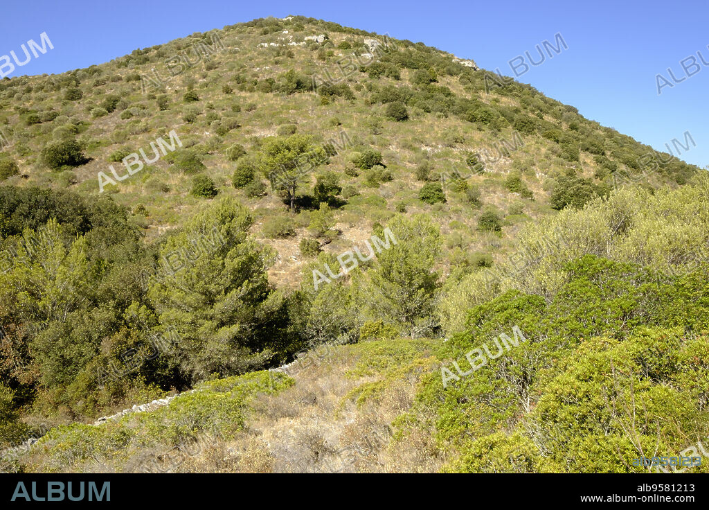 garriga en el macizo de Randa, Algaida, Mallorca, balearic islands, spain, europe.