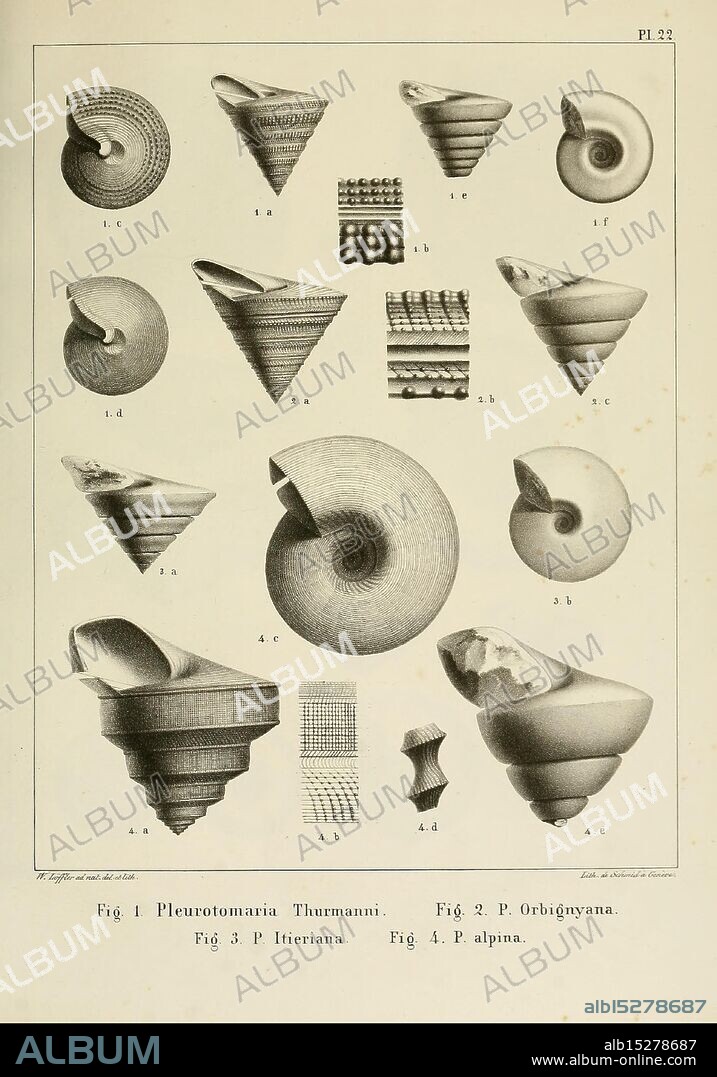 Description des mollusques fossiles qui se trouvent dans les grès verts des environs de Genève, Genève, impr. de Jules-Guillaume Fick, 1847-1853, Switzerland, Geneva, paleontology, Cretaceous, mollusk, fossil, fossil stories, A collection of beautifully detailed illustrations showcasing various marine shells, each labeled with specific names and designations. The images depict an array of spiral and conical shell forms, emphasizing the intricate patterns and textures unique to each specimen. The shells are organized in a grid format, with a diverse range of sizes and shapes, including smooth spirals and ridged surfaces, illustrating the diversity of molluscan species. The labels provide a scientific context, enhancing the understanding of these natural designs.