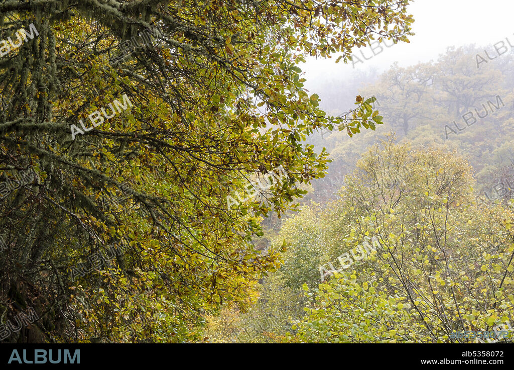 Pardomino Forest, Picos de Europa Regional Park, Boñar, Castilla-Leon, Spain.